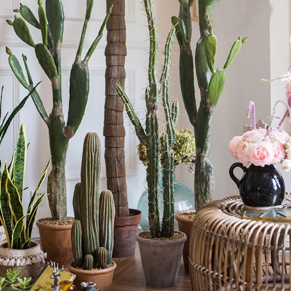 Cây xương rồng Fero giả