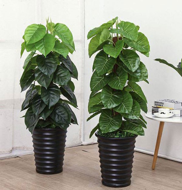 giá cây trầu bà leo cột giả