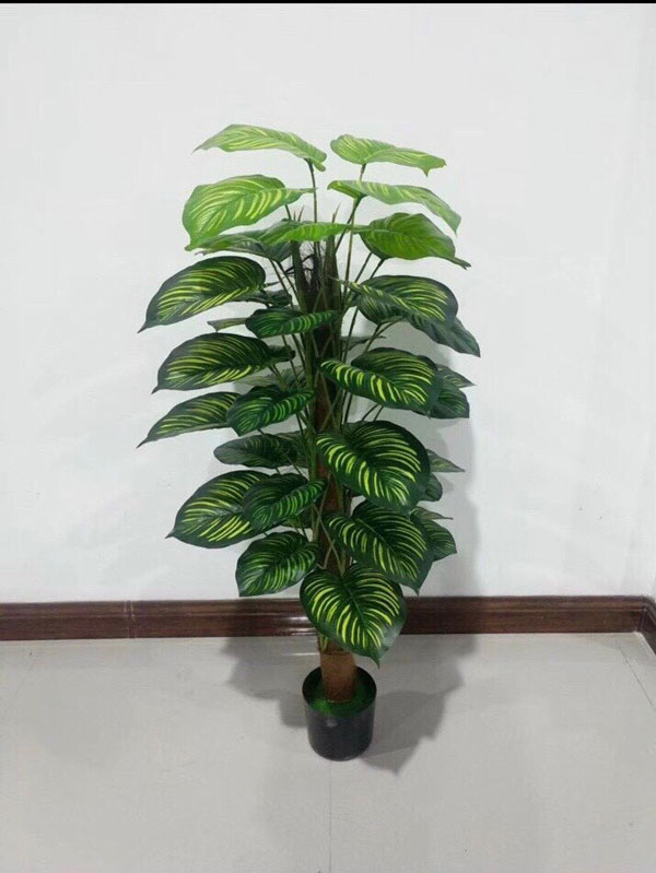 Cây trầu bà giả 