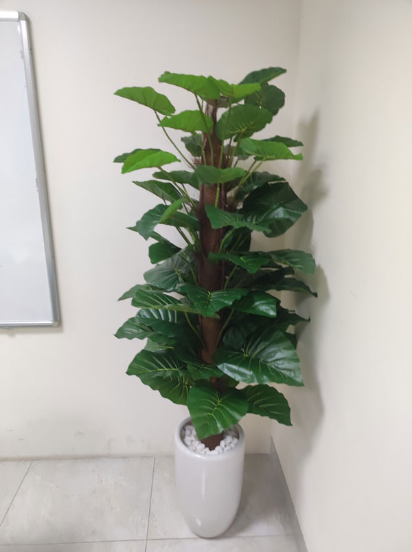 cây trầu bà leo cột