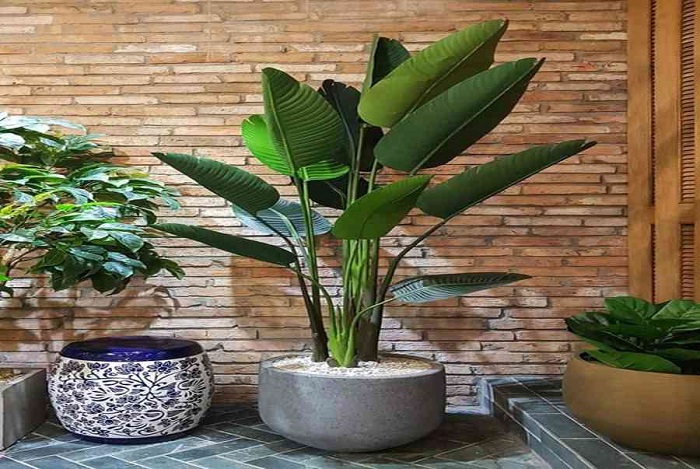 giá cây chuối cảnh