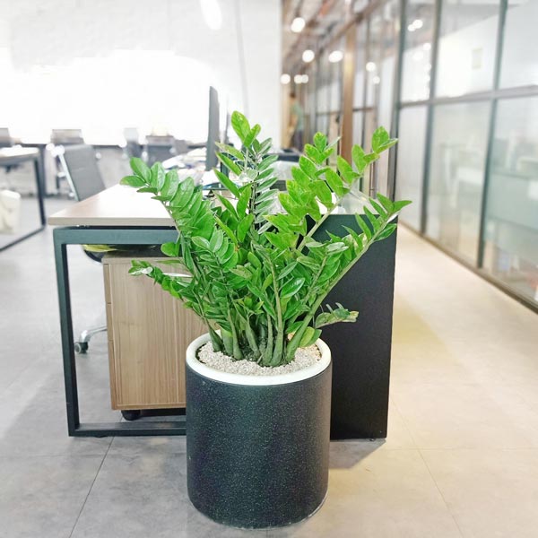 cây cảnh giả trang trí khách sạn