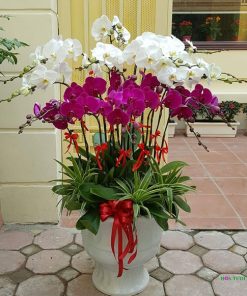 Chậu hoa Lan Giả Để Bàn Làm Việc