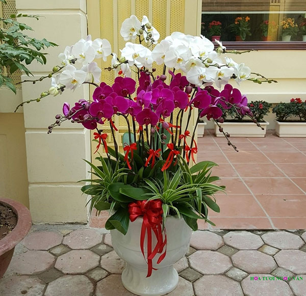 Chậu hoa Lan Giả Để Bàn Làm Việc