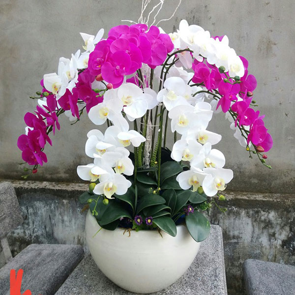 chậu hoa lan hồ điệp giả