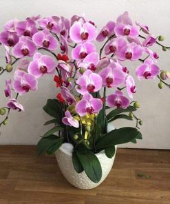Chậu hoa lan giả phong cách hiện đại