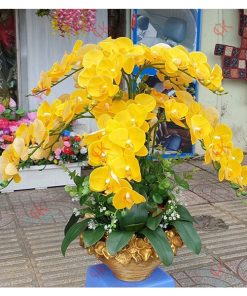 Chậu hoa Lan giả cho spa