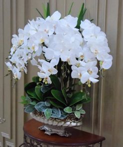 Hoa Lan Giả Để Phòng khách