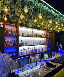 Trần Cây Giả Tân Bình