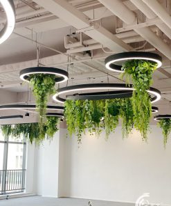 Trần Cây Giả Bình Thạnh