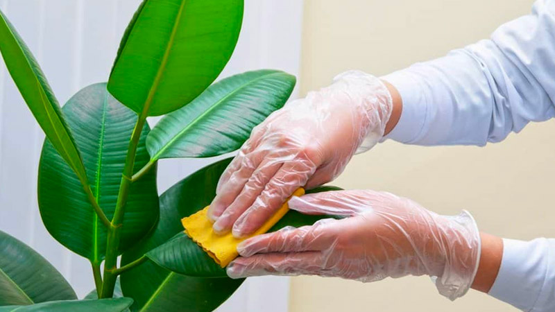 Hướng Dẫn Vệ Sinh Tường Cây Giả Bị Bụi Bẩn