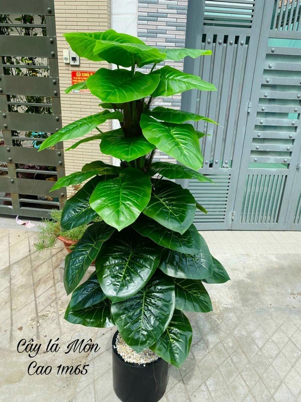 Cây trầu bà