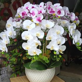 Chậu Lan Hồ Điệp Tặng Sếp