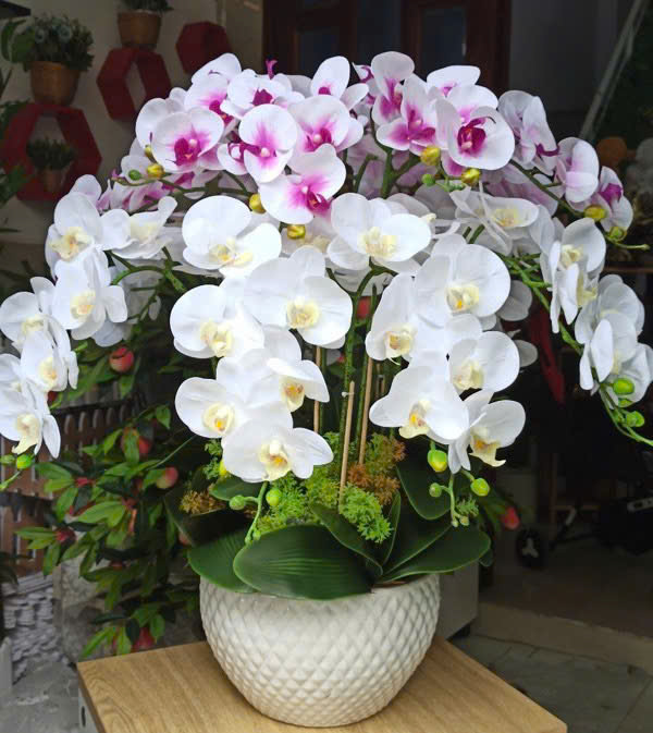 Chậu Lan Hồ Điệp Tặng Sếp