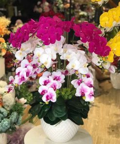 Chậu hoa lan trang trí nội thất