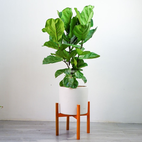 Cây Chuối rẻ quạt