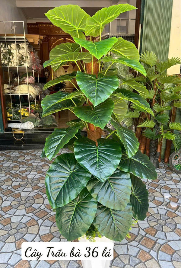 Cây Trầu Bà giả