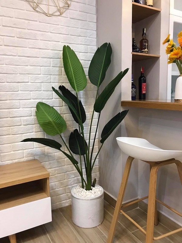 cây chuối giả