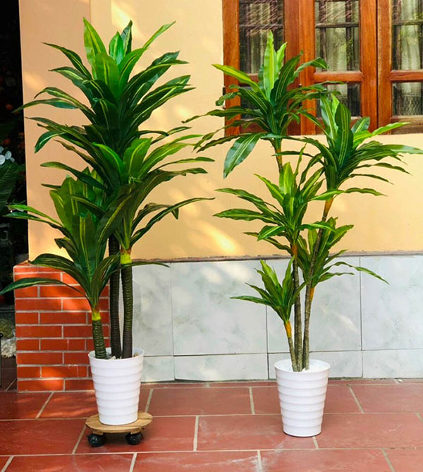 Cây Thiết Mộc Lan giả