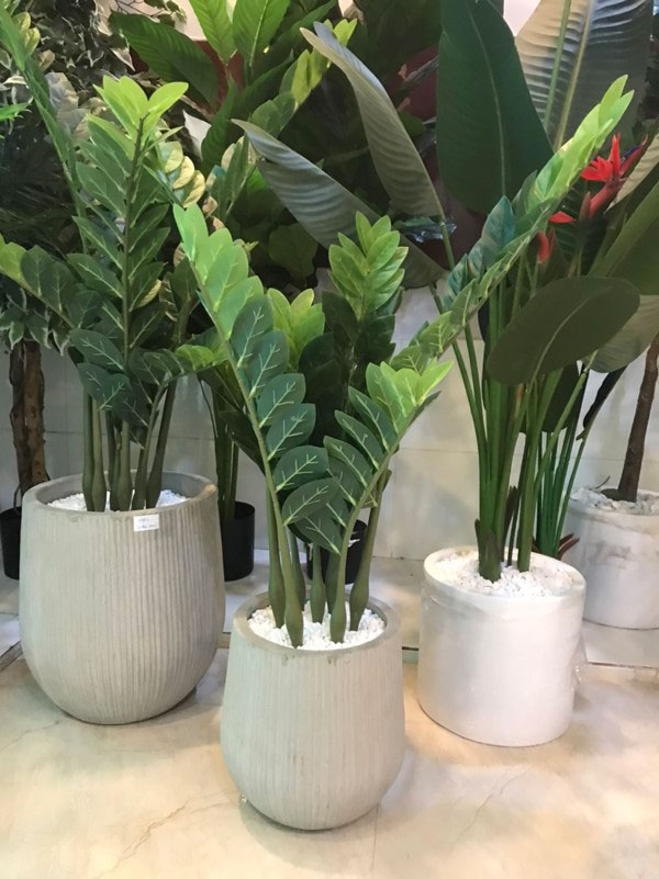 Cây Kim Tiền giả