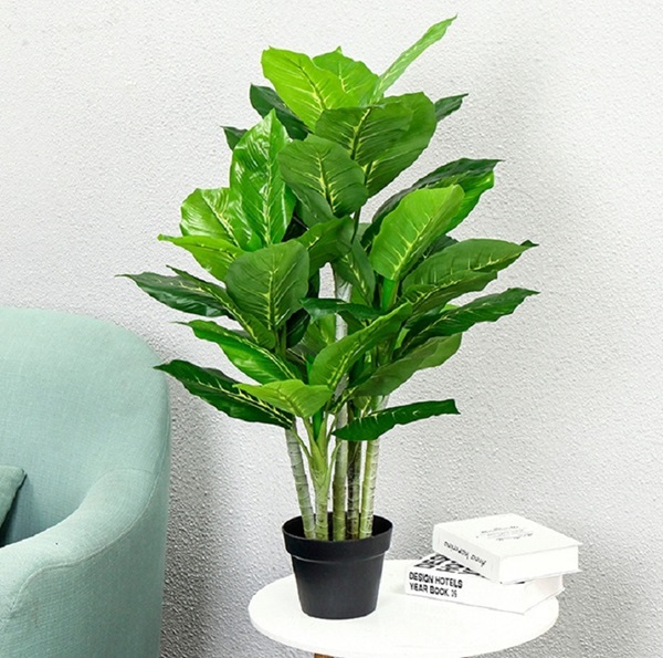 Báo giá Cây Bạch Mã Hoàng Tử Giả