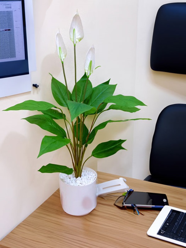 Báo giá Cây Lan Ý Giả