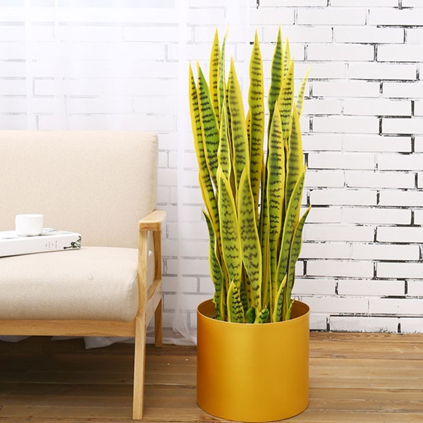 Báo giá Cây Lưỡi Hổ Viền Vàng Giả