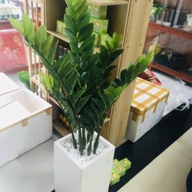 Báo giá Cây Kim Tiền Giả