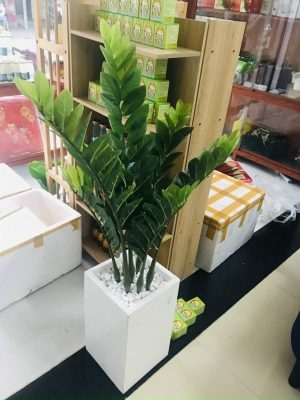 Báo giá Cây Kim Tiền Giả