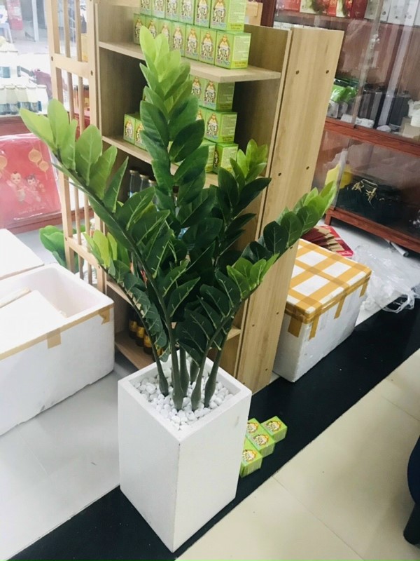 Báo giá Cây Kim Tiền Giả