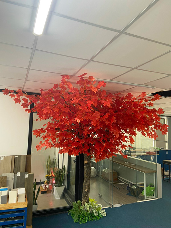 Cây Phong Giả Cao 2.7 cho quán cafe Cây Phong Giả Cao 2.7 cho quán cafe