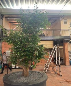 Cây si giả cao 2,8m cho nhà hàng