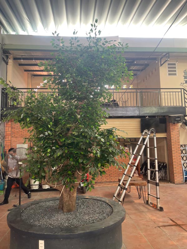 Cây si giả cao 2,8m cho nhà hàng