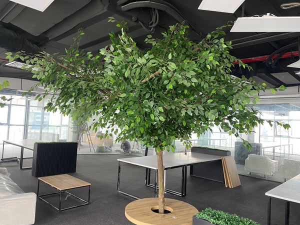 Cây si giả cao 2.5m cho công ty