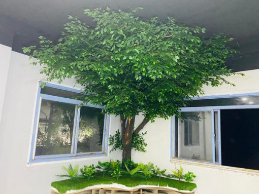 Cây si giả cao 3m salon