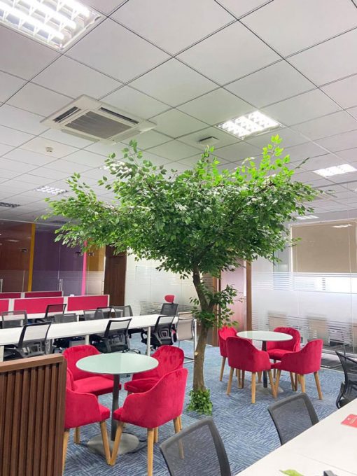 Cây si giả cao 2,7m cho văn phòng