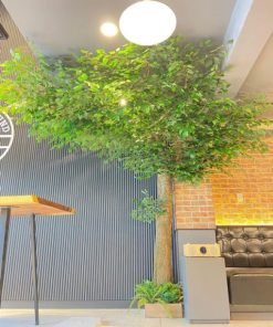 Cây si giả cao 3m quán cafe