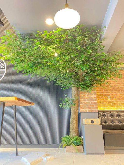 Cây si giả cao 3m quán cafe