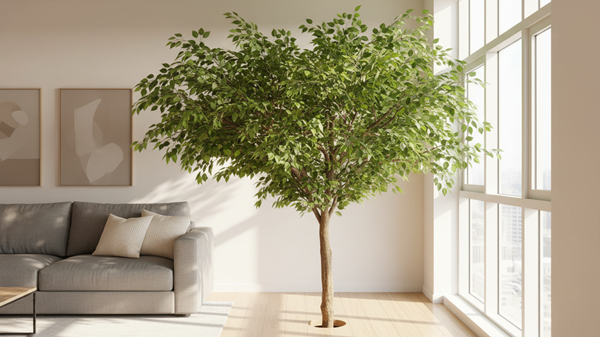 Cây si dáng trực đặt góc sofa Cây si dáng trực đặt góc sofa